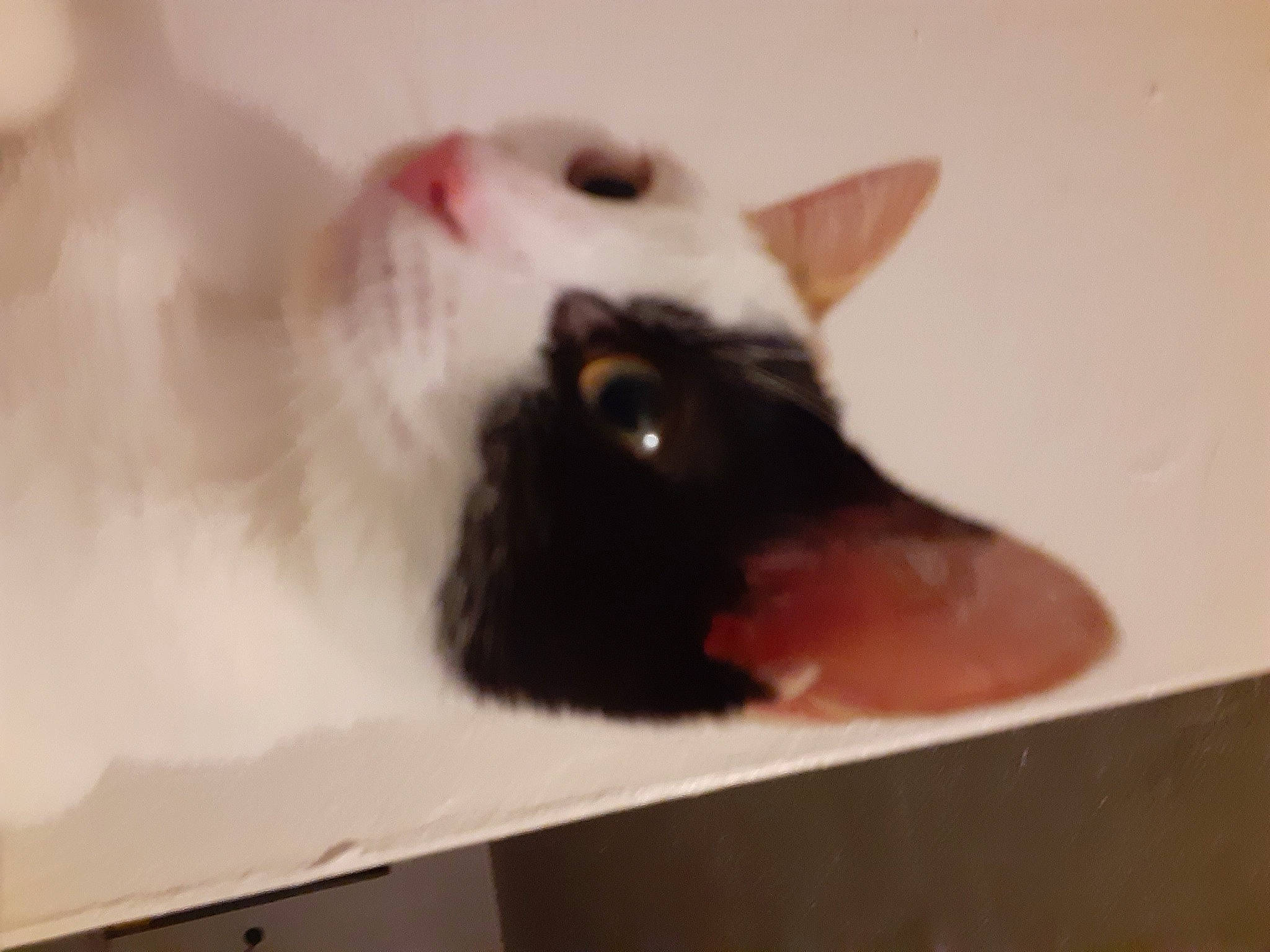 Leche joined the competition — help win amazing prizes! carnivore, cat, ear, fawn, felidae, small_to_medium_sized_cats, snout, turkish_van, whiskers