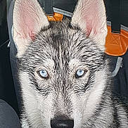 Aura a rejoint le concours — aidez-le/la à gagner de superbes lots ! dog, husky, puppy, blue_eyes, close_up, car_interior, seat, ear, pet, animal, canine, fur, looking, portrait, young_dog, indoors, black_nose, alert, cute, domestic_animal