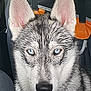 dog, husky, puppy, blue_eyes, close_up, car_interior, seat, ear, pet, animal, canine, fur, looking, portrait, young_dog, indoors, black_nose, alert, cute, domestic_animal