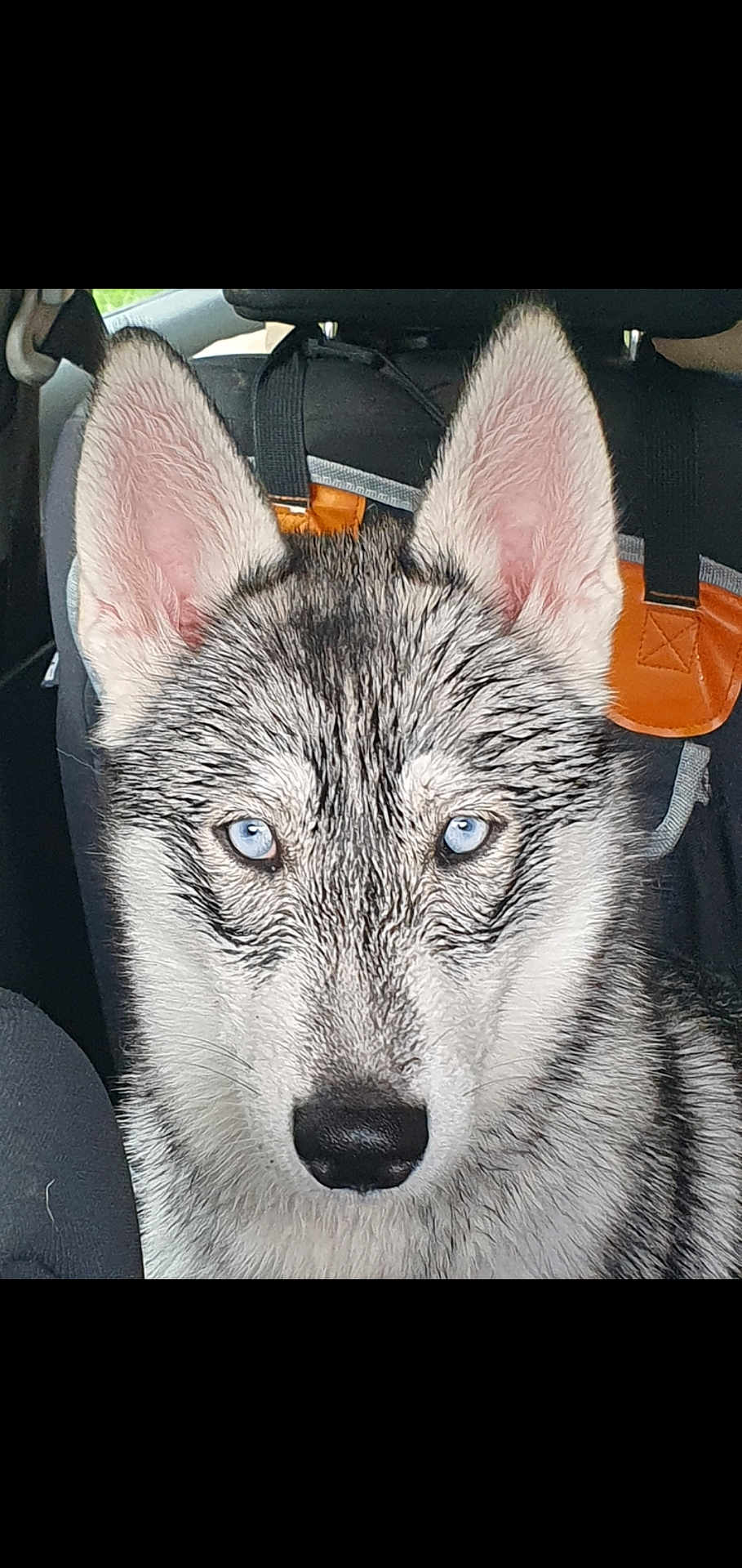 Aura a rejoint le concours — aidez-le/la à gagner de superbes lots ! dog, husky, puppy, blue_eyes, close_up, car_interior, seat, ear, pet, animal, canine, fur, looking, portrait, young_dog, indoors, black_nose, alert, cute, domestic_animal