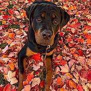 Bear joined the competition — help win amazing prizes! dog, puppy, rottweiler, black_and_tan, autumn, leaves, outdoors, park, portrait, sitting, looking_at_camera, brown_eyes, black_fur, tan_markings, collar, leash, chain, grass, fall_colors, pet
