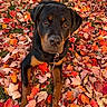 dog, puppy, rottweiler, black_and_tan, autumn, leaves, outdoors, park, portrait, sitting, looking_at_camera, brown_eyes, black_fur, tan_markings, collar, leash, chain, grass, fall_colors, pet