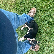 Angel is registered to the contest to win money with this photo: puppy, dog, grass, person, legs, sandals, leopard_print, jeans, outdoor, playful, pet, animal, cute, black_and_white, happy, tongue_out, summer, nature, daylight, casual