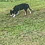 Angel is registered to the contest to win money with this photo: puppy, dog, black_and_white, grass, outdoor, sniffing, animal, pet, young, nature, greenery, canine, curious, field, playful, small_dog, mammal, grassland, daylight, exploring