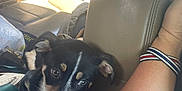 Angel joined the competition — help win amazing prizes! puppy, dog, black_and_white, car_interior, seat, arm, bracelets, sunlight, window, leather_seat, pet, curious, young_dog, animal, indoor, resting, close_up, companionship, travel, cute