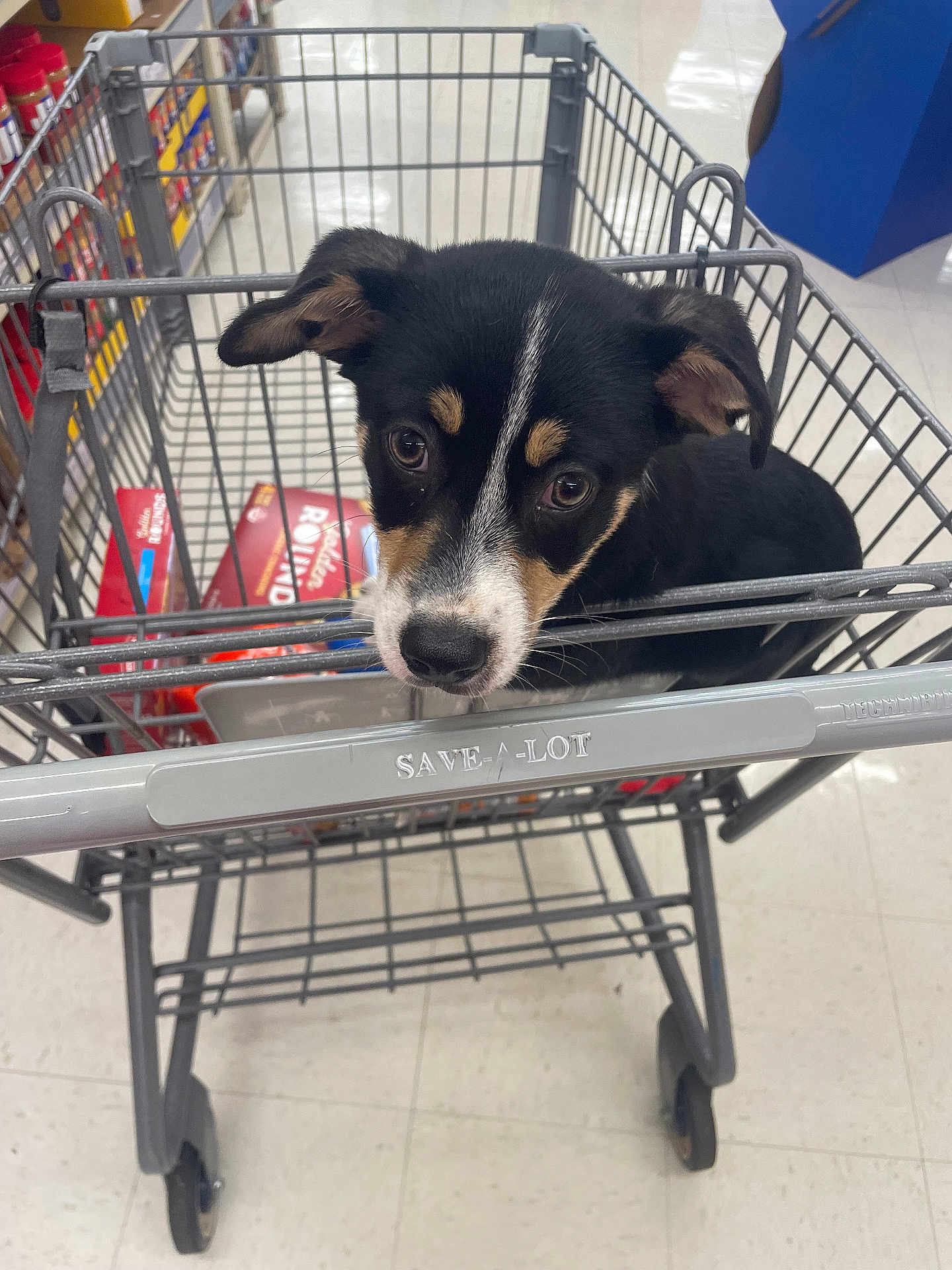Angel joined the competition — help win amazing prizes! puppy, dog, shopping_cart, grocery_store, floor, pet, black_fur, brown_fur, white_fur, animal, retail, indoor, cute, pet_shop, store_aisle, shopping, eyes, face, snout, ears