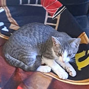 Socks joined the competition — help win amazing prizes! cat, gray_cat, white_paws, blanket, patterned_blanket, chair, leather_chair, pet, domestic_cat, feline, resting, indoor, cozy, fur, animal, cute, relaxed, sitting, home, comfort