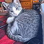 cat, gray_cat, white_cat, pet, curled_up, blanket, red_blanket, checkered_pattern, furniture, dresser, remote_control, indoor, cozy, resting, feline, household, curious, domestic_animal, close_up, relaxed