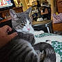 cat, gray_cat, white_cat, pet, hand, indoor, living_room, television, cartoon, furniture, cozy, relaxed, patterned_surface, domestic, animal, tail, ears, whiskers, person_hand, home