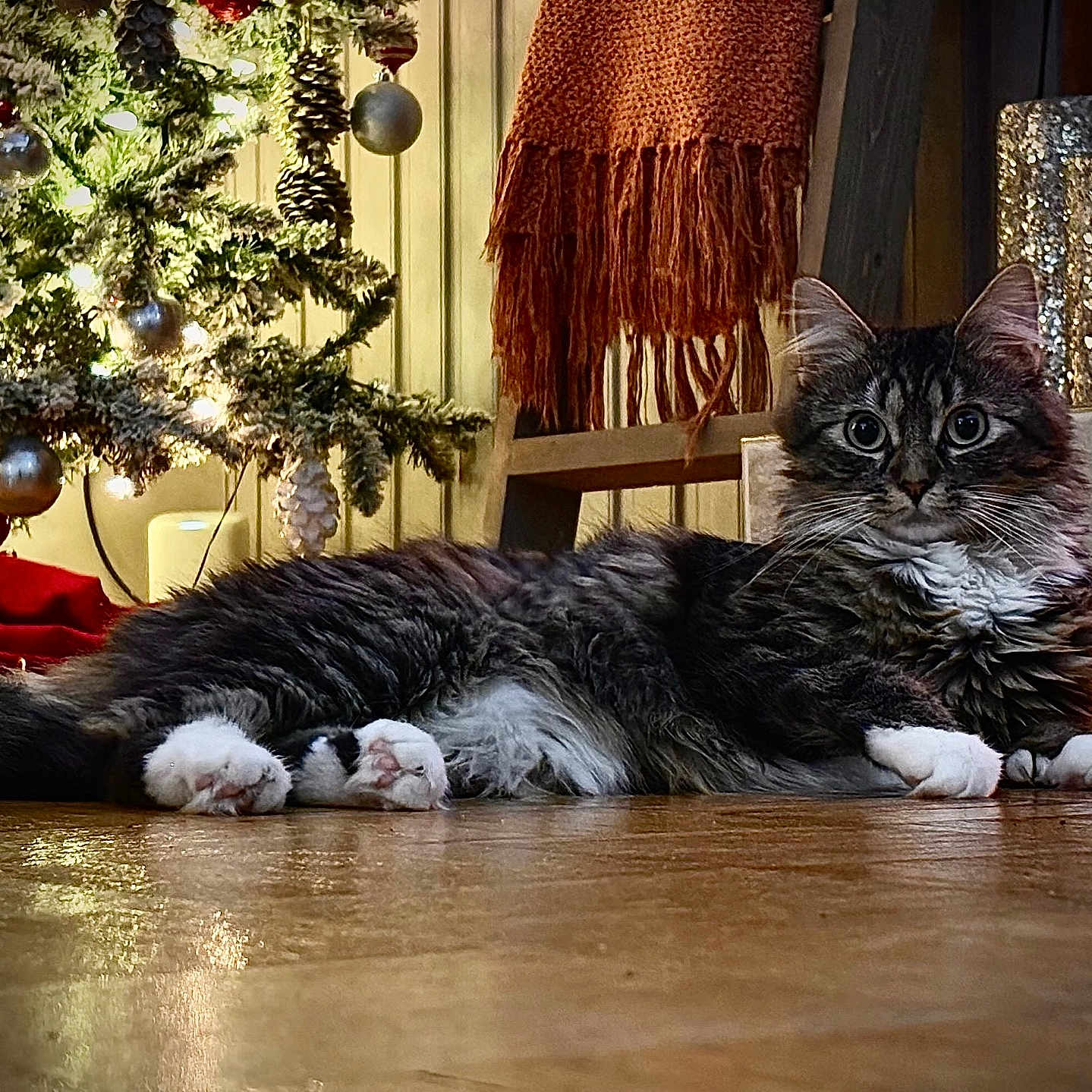 Bacon Anchovy joined the competition — help win amazing prizes! blanket, candle_holders, cat, chair, christmas_tree, cozy, decor, feline, floor, holiday, indoor, knitted_blanket, lights, ornaments, pet, pine_cones, relaxed, tabby, white_paws, wooden_floor