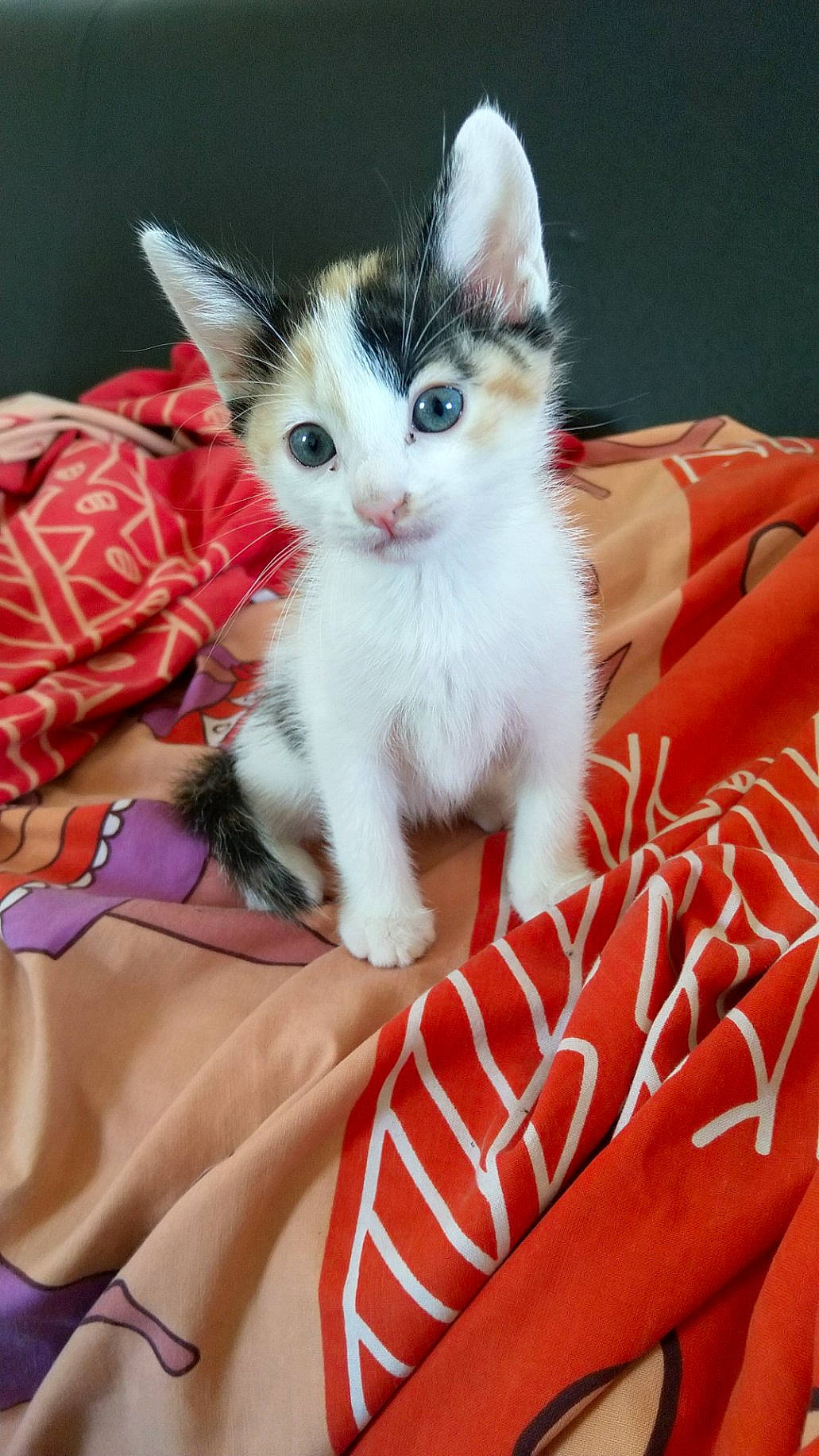 Léana participe au concours pour gagner de l'argent avec cette photo : aegean_cat, american_shorthair, american_wirehair, asian, carnivore, cat, domestic_short_haired_cat, european_shorthair, felidae, fur, kitten, mammal, norwegian_forest_cat, polydactyl_cat, small_to_medium_sized_cats, turkish_angora, turkish_van, vertebrate, whiskers