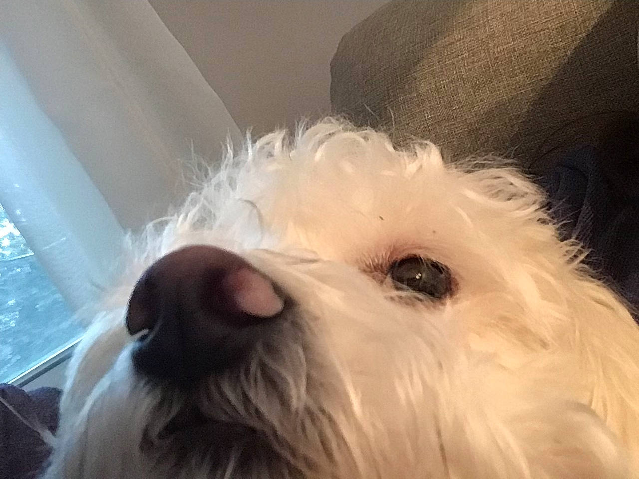 Biscuit is registered to the contest to win money with this photo: bolonka, canidae, carnivore, companion_dog, coton_de_tulear, dog, dog_breed, havanese, kyi_leo, maltese, mammal, nose, puppy, rare_breed_dog, schnoodle, sealyham_terrier, snout, terrier, vertebrate, west_highland_white_terrier