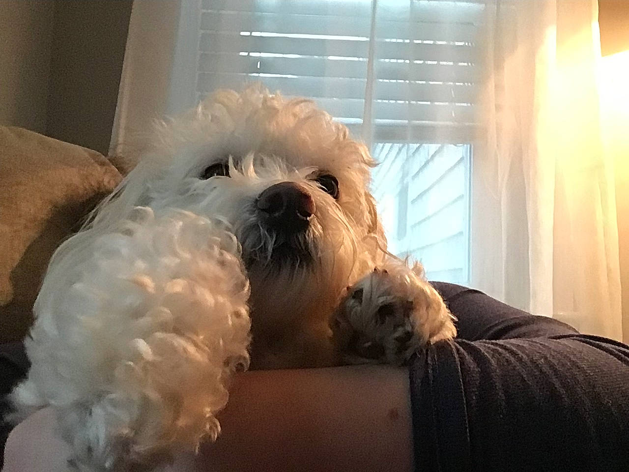 Biscuit joined the competition — help win amazing prizes! canidae, carnivore, cockapoo, companion_dog, dog, dog_breed, irish_soft_coated_wheaten_terrier, maltepoo, maltese, mammal, morkie, non_sporting_group, nose, puppy, schnoodle, shih_tzu, snout, terrier, toy_dog, west_highland_white_terrier