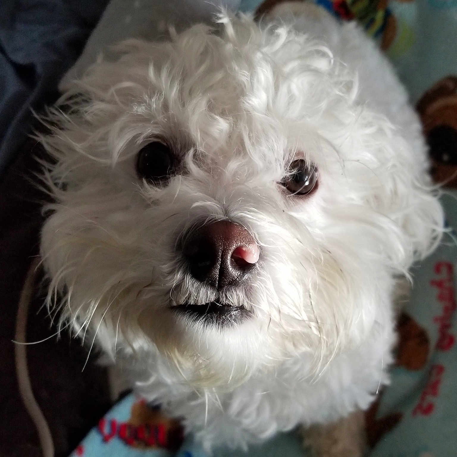 Biscuit