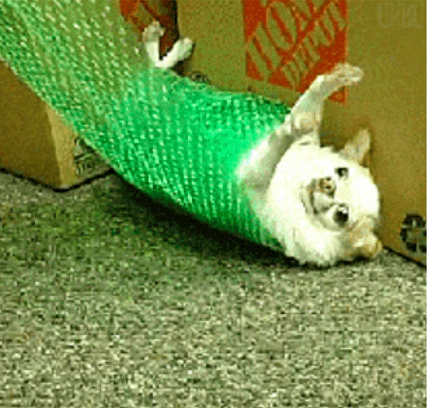 Bubble Wrap Dude joined the competition — help win amazing prizes! bichon, canidae, carnivore, dog, dog_breed, maltese, non_sporting_group, puppy, shoe, tail, west_highland_white_terrier