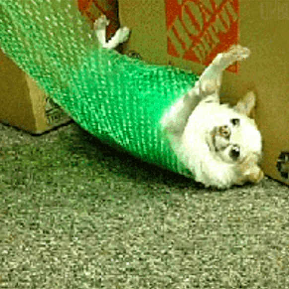 Bubble Wrap Dude