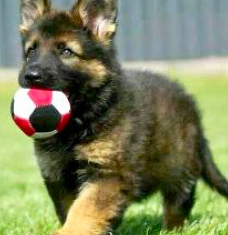 Jacky joined the competition — help win amazing prizes! ancient_dog_breeds, bohemian_shepherd, canidae, carnivore, dog, dog_breed, east_european_shepherd, german_shepherd_dog, kunming_wolfdog, mammal, old_german_shepherd_dog, police_dog, puppy, rare_breed_dog, shiloh_shepherd_dog, snout, vertebrate