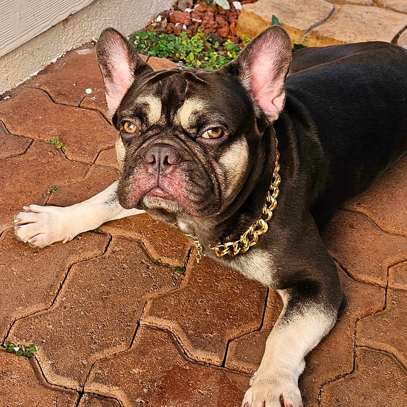 Makanui joined the competition — help win amazing prizes! animal, bostonbull, boxer, bulldog, canine, dog, flagstone, frenchbulldog, path, pet, pitbull, plant, pottedplant, pug, puppy, rock, snout, soil, walkway