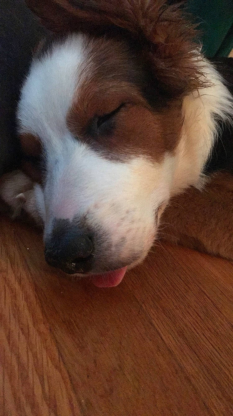 Donald is registered to the contest to win money with this photo: canidae, carnivore, companion_dog, dog, dog_breed, kooikerhondje, mammal, nose, snout, sporting_group, st_bernard, tornjak, vertebrate, welsh_sheepdog