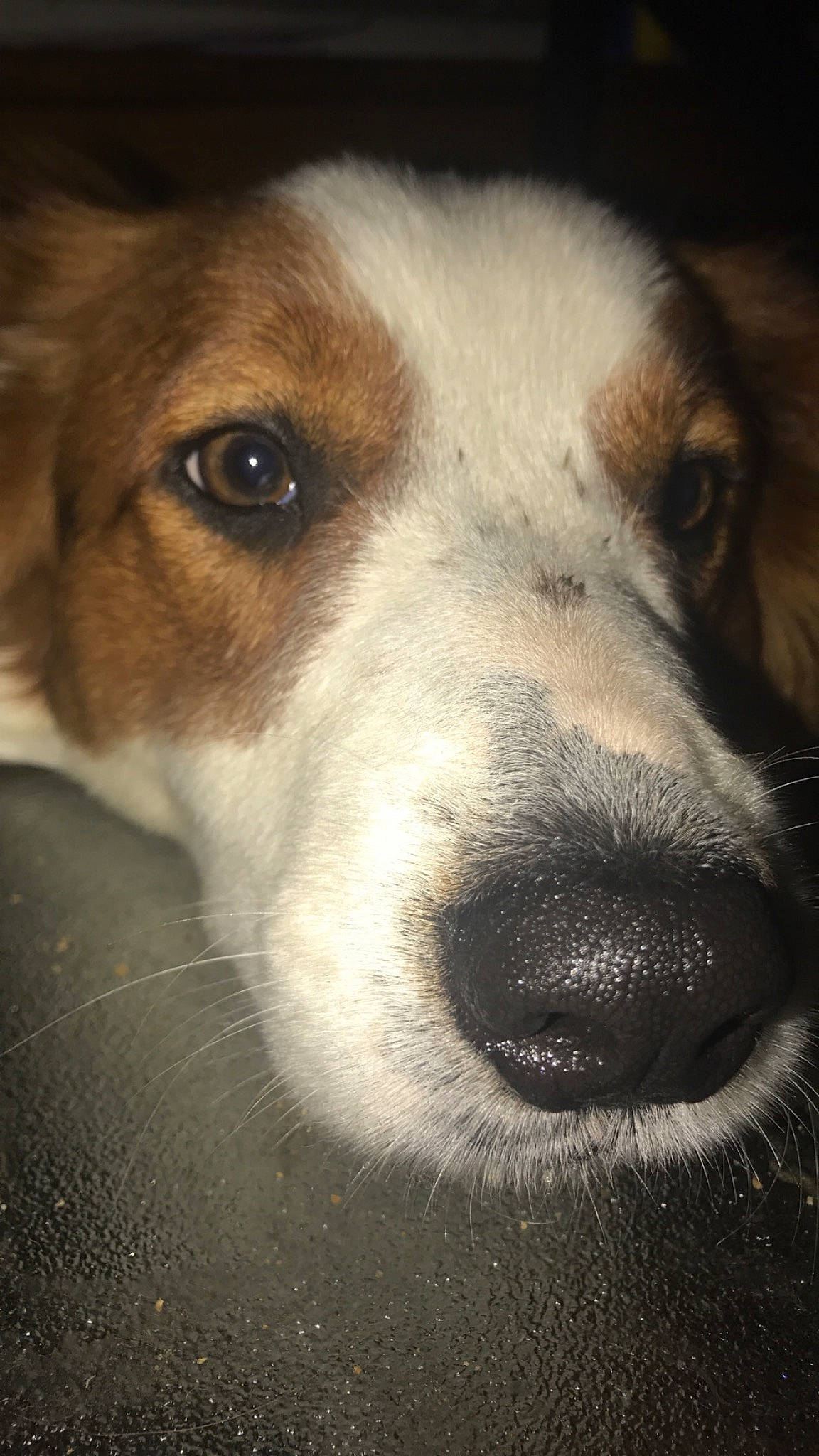 Donald joined the competition — help win amazing prizes! american_foxhound, beagle, canidae, carnivore, companion_dog, dog, dog_breed, english_foxhound, estonian_hound, harrier, mammal, nose, russell_terrier, smooth_fox_terrier, snout, whiskers