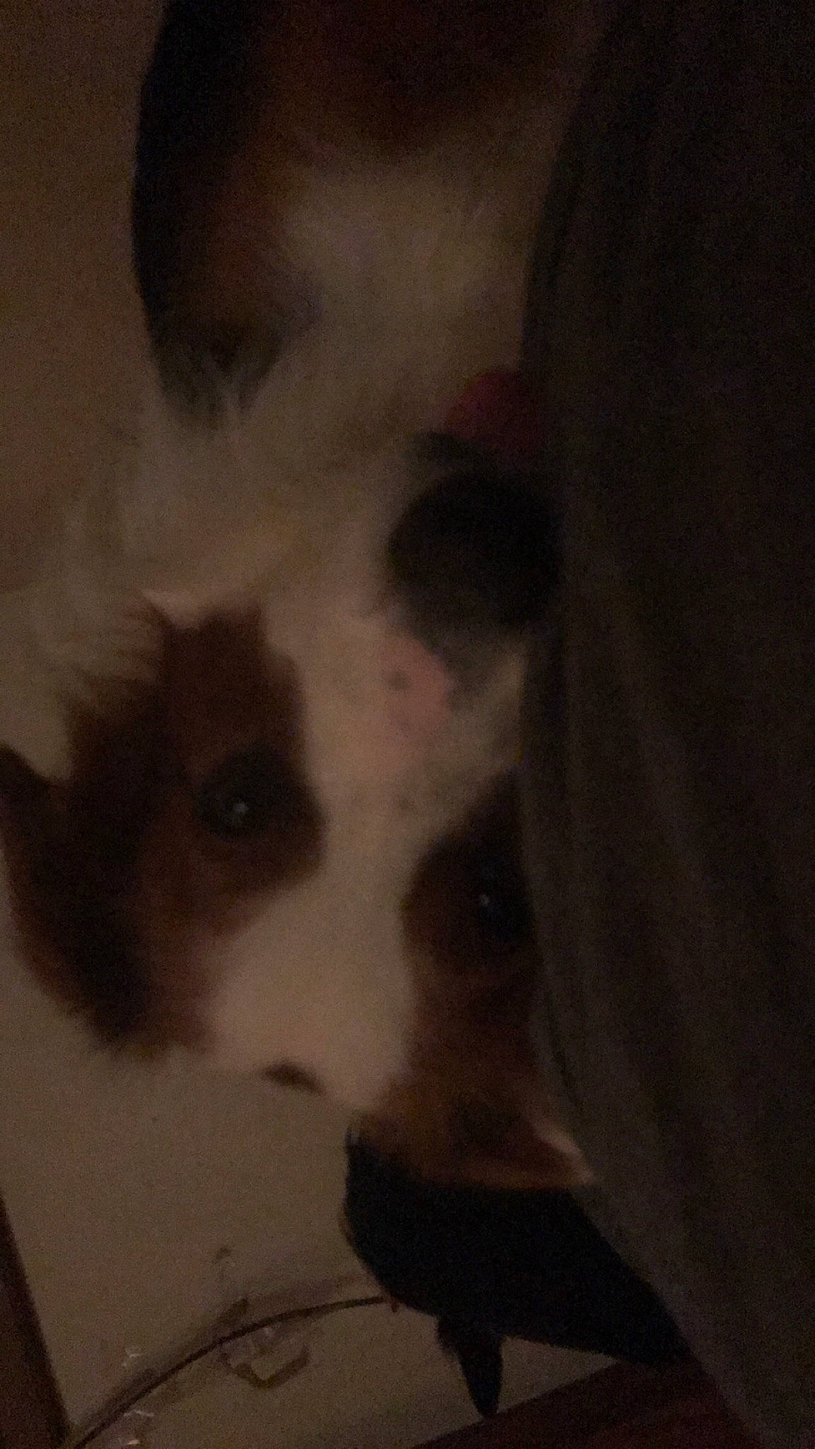 Donald is registered to the contest to win money with this photo: canidae, carnivore, dog, dog_breed, ear, fawn, non_sporting_group, nose, puppy, snout