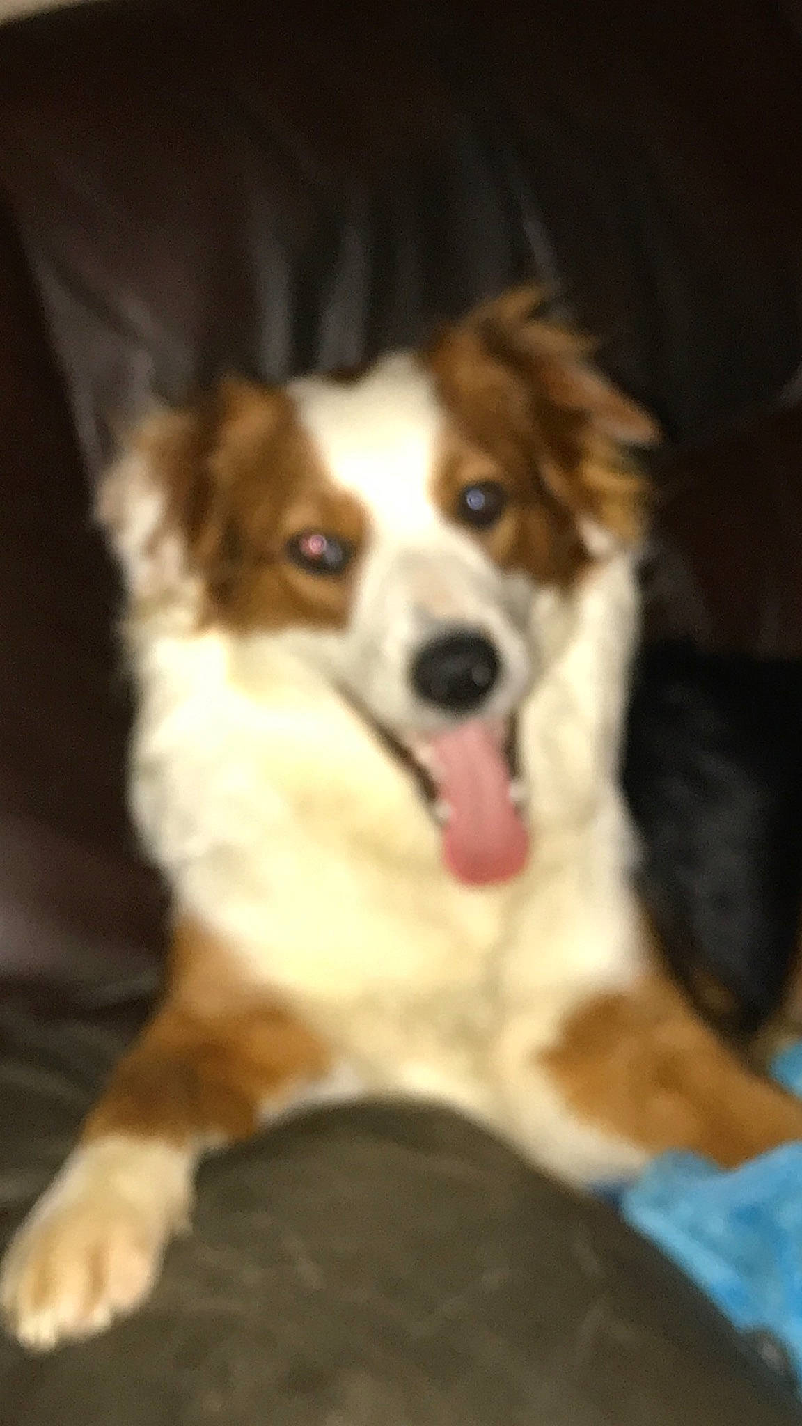 Donald joined the competition — help win amazing prizes! australian_collie, australian_shepherd, border_collie, canidae, carnivore, companion_dog, dog, dog_breed, fawn, kooikerhondje, mammal, miniature_australian_shepherd, puppy, rare_breed_dog, small_greek_domestic_dog, snout, sporting_group, vertebrate, welsh_sheepdog