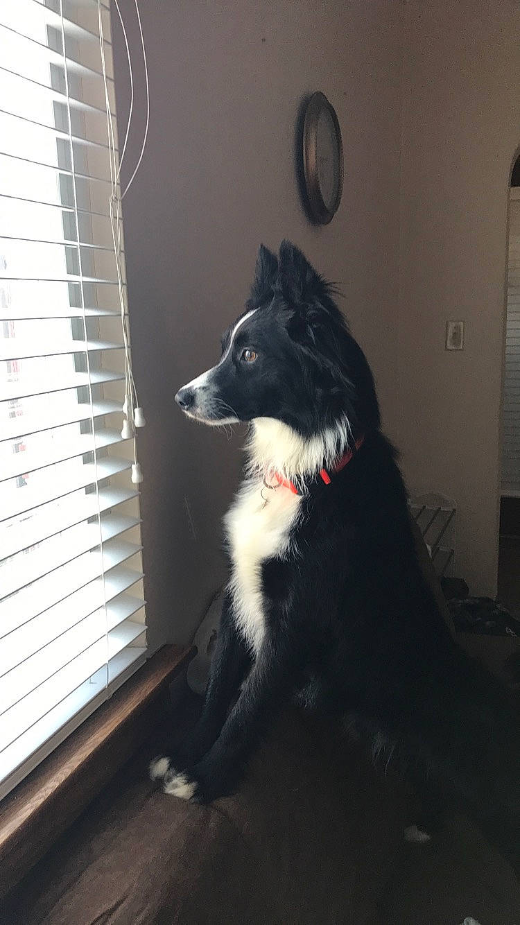 Buddy joined the competition — help win amazing prizes! australian_collie, border_collie, canidae, carnivore, dog, dog_breed, groenendael, herding_dog, mammal, snout, vertebrate