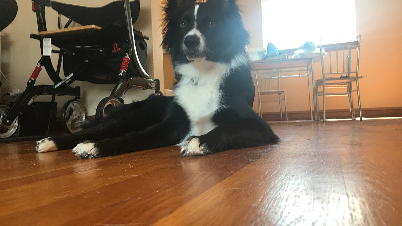 Buddy is registered to the contest to win money with this photo: border_collie, canidae, carnivore, companion_dog, dog, dog_breed, floor, flooring, hardwood, herding_dog, karelian_bear_dog, mammal, puppy, vertebrate, working_dog