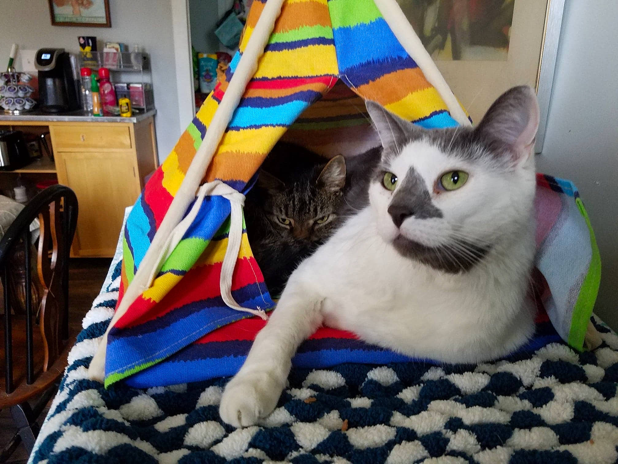 Ty Man is registered to the contest to win money with this photo: asian, carnivore, cat, colorpoint_shorthair, domestic_short_haired_cat, felidae, kitten, linens, mammal, quilt, ragdoll, small_to_medium_sized_cats, tail, thai, whiskers