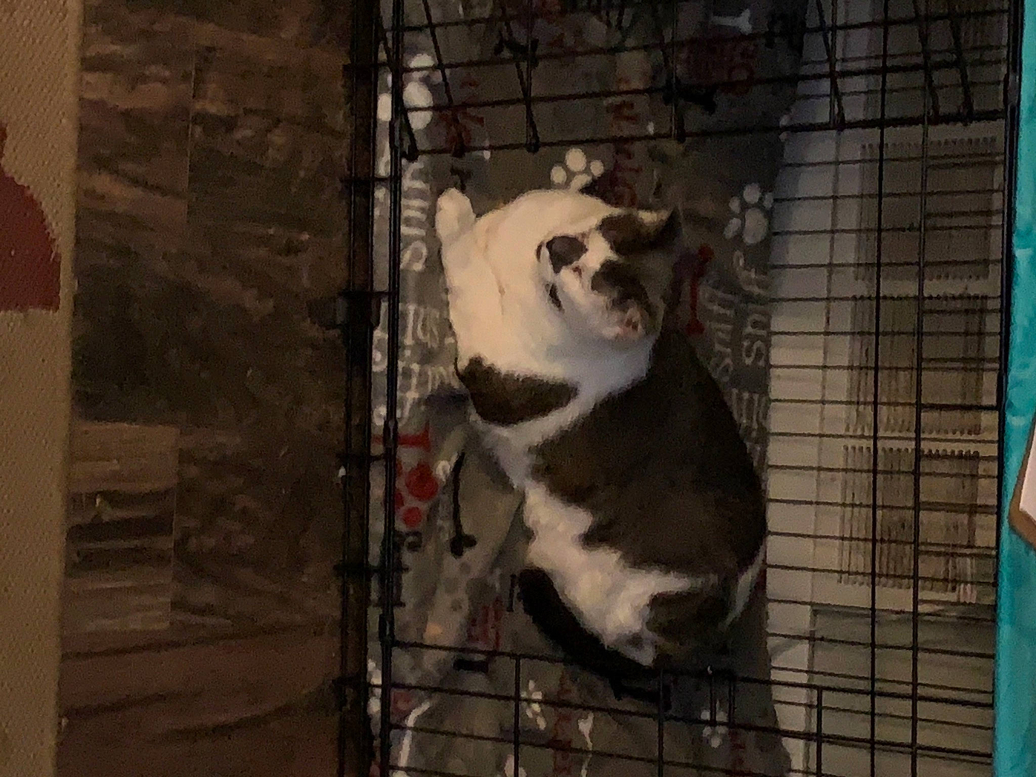 Ty Man is registered to the contest to win money with this photo: american_bulldog, animal_shelter, bulldog, canidae, carnivore, dog, dog_breed, non_sporting_group, pit_bull, service, snout