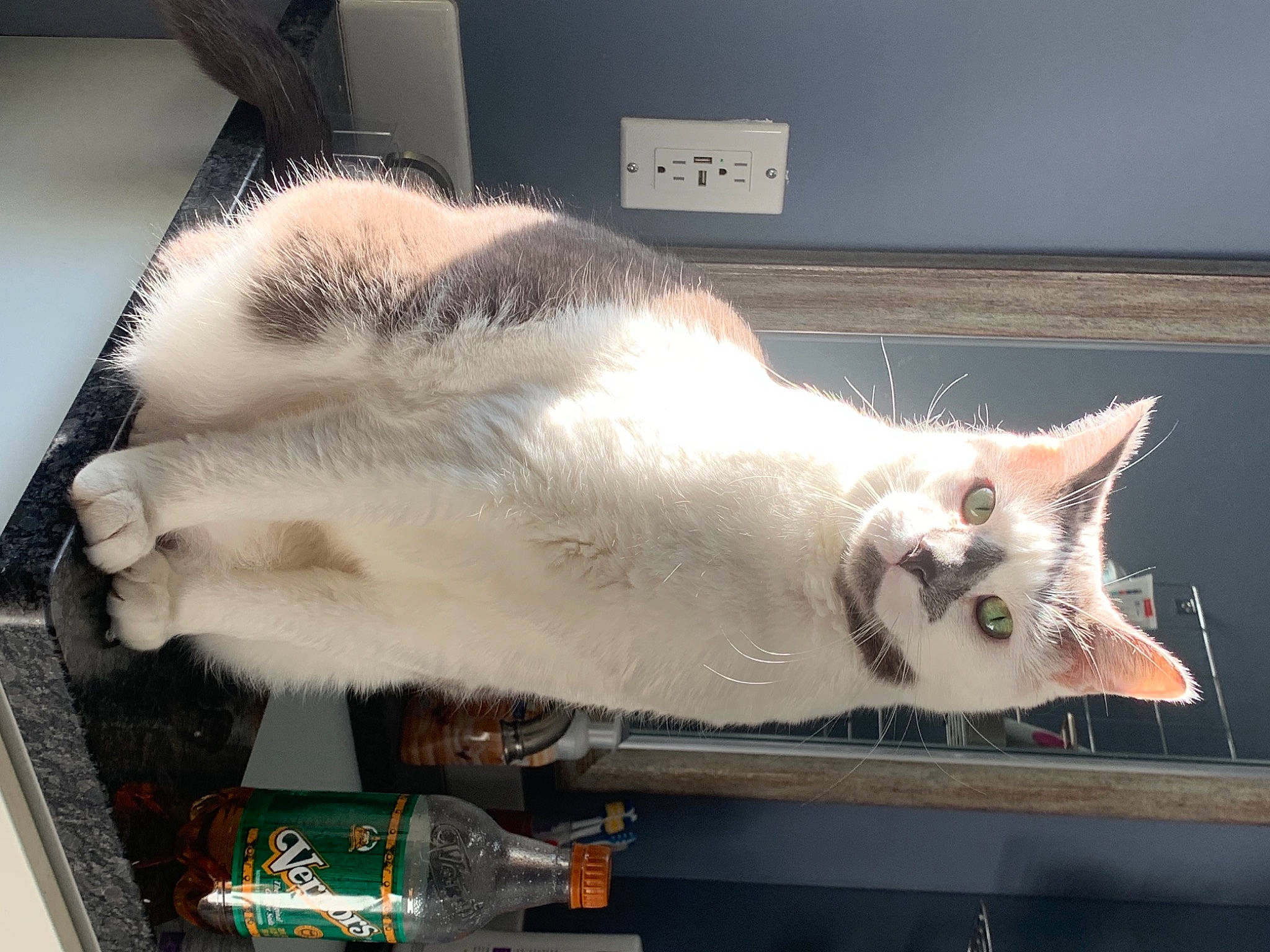 Ty Man is registered to the contest to win money with this photo: aegean_cat, asian, box, carnivore, cat, domestic_short_haired_cat, ear, european_shorthair, eye, felidae, fur, kitten, paw, polydactyl_cat, small_to_medium_sized_cats, tail, whiskers