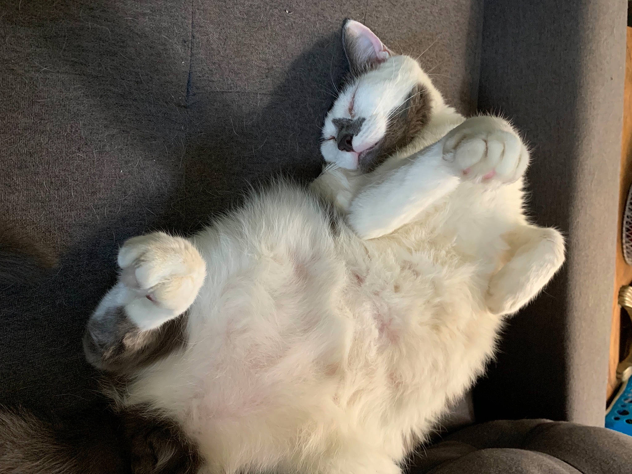 Ty Man joined the competition — help win amazing prizes! asian, burmilla, carnivore, cat, claw, ear, fawn, felidae, fur, kitten, nose, paw, polydactyl_cat, ragdoll, small_to_medium_sized_cats, snout, tail, whiskers