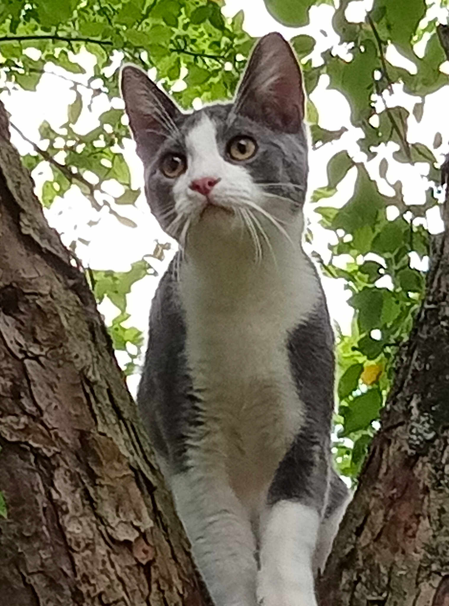 Gato