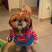 Noumaï a rejoint le concours — aidez-le/la à gagner de superbes lots ! dog, shih_tzu, small_dog, costume, striped_shirt, blue_overalls, red_clothing, chucky_costume, toy, pet, fur, brown_fur, white_fur, standing, indoors, hallway, tile_floor, rug, tail, portrait