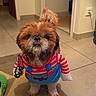 dog, shih_tzu, small_dog, costume, striped_shirt, blue_overalls, red_clothing, chucky_costume, toy, pet, fur, brown_fur, white_fur, standing, indoors, hallway, tile_floor, rug, tail, portrait