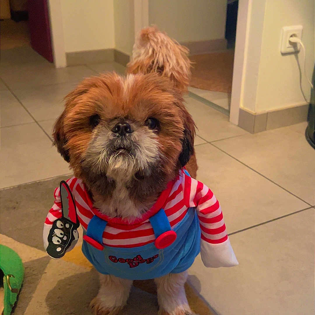 Noumaï a rejoint le concours — aidez-le/la à gagner de superbes lots ! dog, shih_tzu, small_dog, costume, striped_shirt, blue_overalls, red_clothing, chucky_costume, toy, pet, fur, brown_fur, white_fur, standing, indoors, hallway, tile_floor, rug, tail, portrait