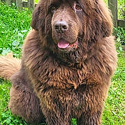 Lipton participe au concours pour gagner de l'argent avec cette photo : dog, brown_dog, fluffy, large_dog, sitting, grass, outdoor, pet, animal, tongue_out, wet_fur, wooden_fence, nature, canine, cute, friendly, mammal, fur, portrait, daylight