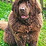 dog, brown_dog, fluffy, large_dog, sitting, grass, outdoor, pet, animal, tongue_out, wet_fur, wooden_fence, nature, canine, cute, friendly, mammal, fur, portrait, daylight