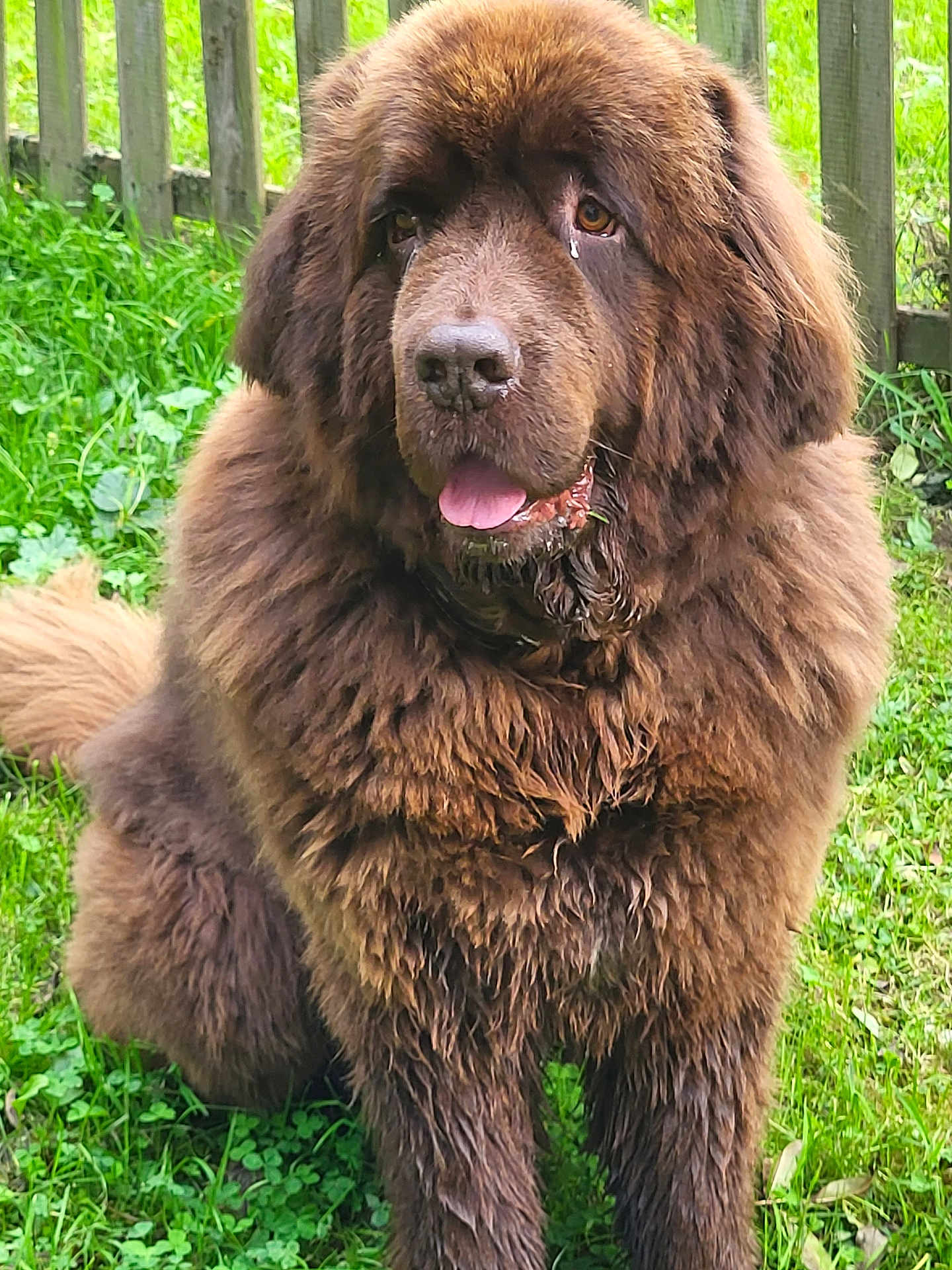 Lipton participe au concours pour gagner de l'argent avec cette photo : dog, brown_dog, fluffy, large_dog, sitting, grass, outdoor, pet, animal, tongue_out, wet_fur, wooden_fence, nature, canine, cute, friendly, mammal, fur, portrait, daylight