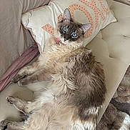 Penelope joined the competition — help win amazing prizes! cat, blue_eyes, fluffy, pillow, xoxo, bench, tufted, fur, indoor, cozy, blanket, resting, pet, animal, cute, relaxed, mammal, whiskers, collar, soft