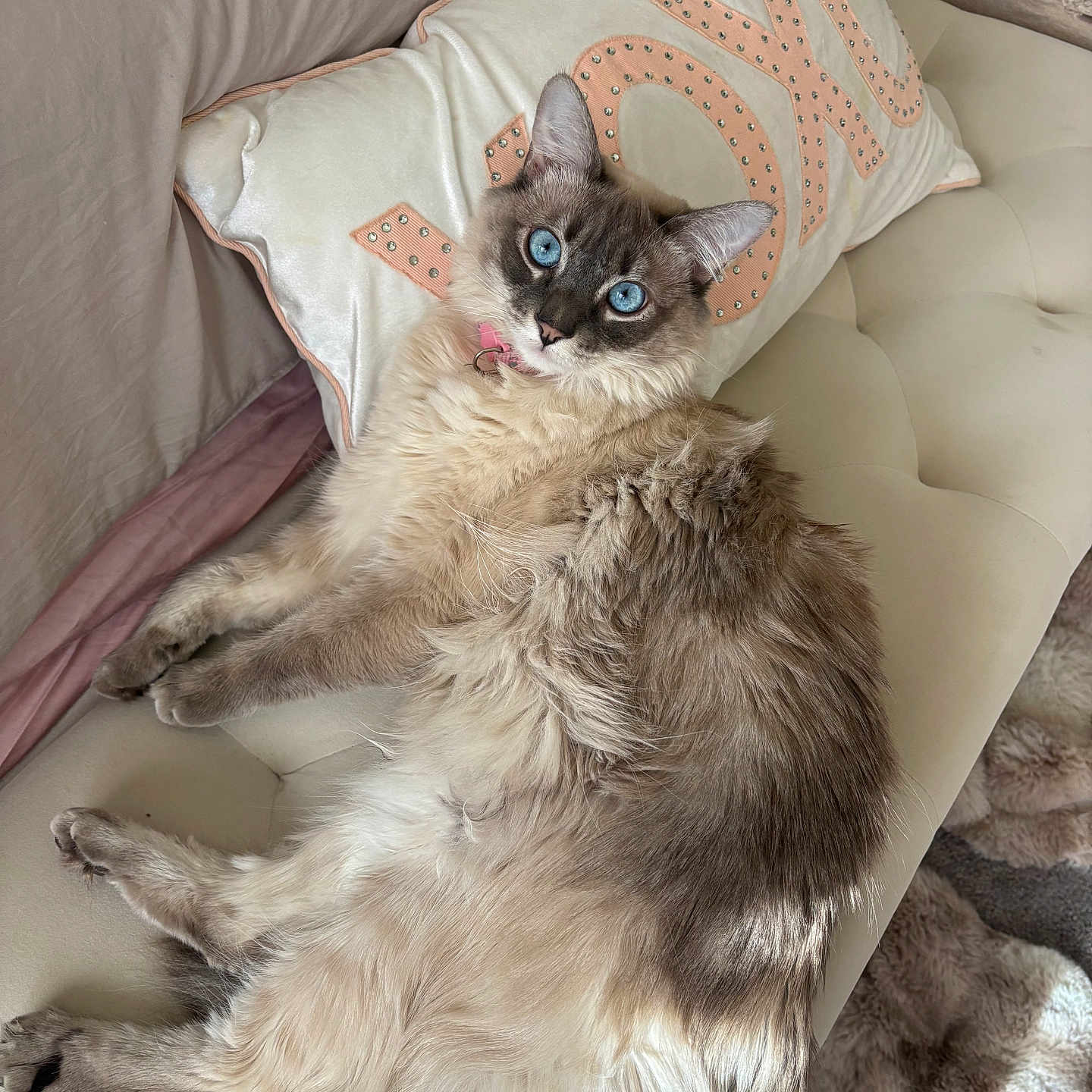 Penelope joined the competition — help win amazing prizes! cat, blue_eyes, fluffy, pillow, xoxo, bench, tufted, fur, indoor, cozy, blanket, resting, pet, animal, cute, relaxed, mammal, whiskers, collar, soft