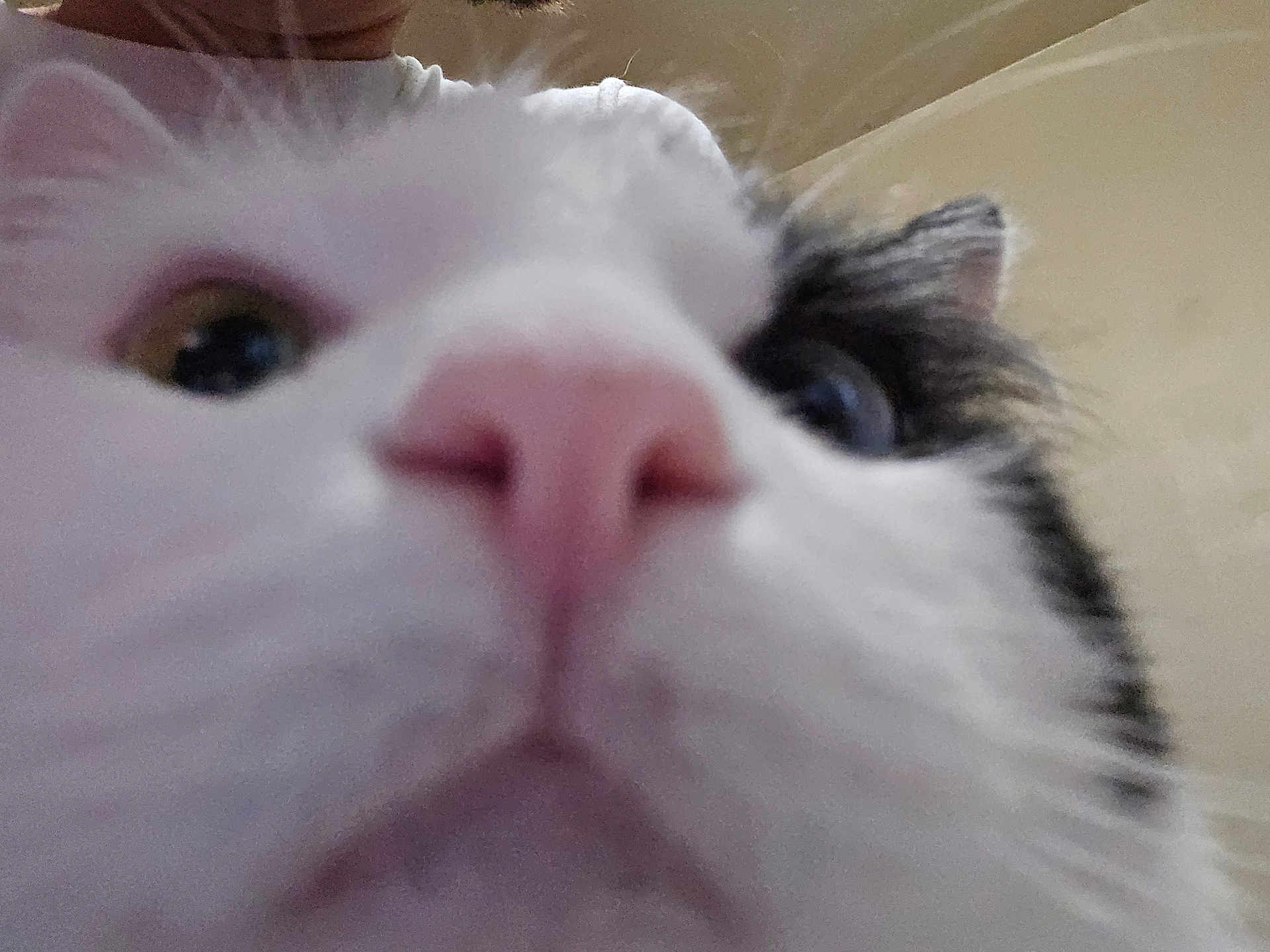 Casper joined the competition — help win amazing prizes! cat, close_up, nose, whiskers, feline, pet, animal, face, fur, pink_nose, indoor, blurry, background, eye, white_fur, black_fur, macro, curious, portrait, whisker