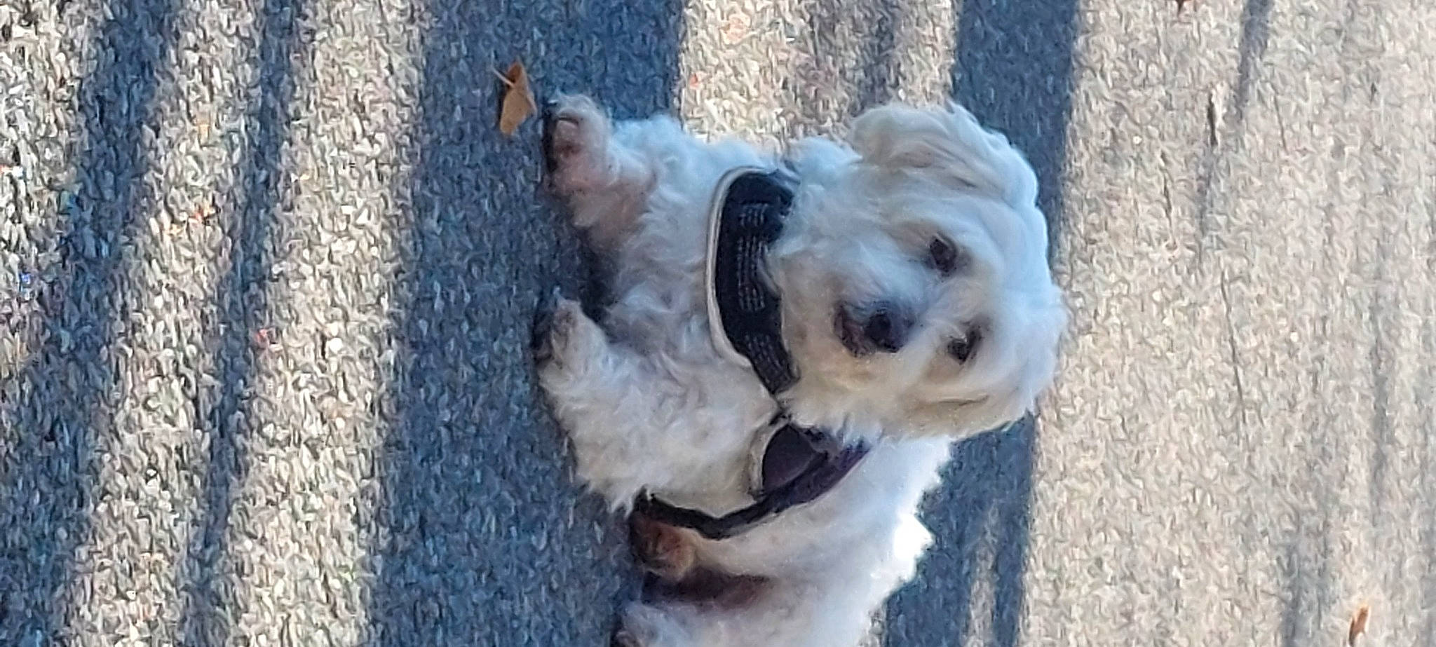 Doudou a rejoint le concours — aidez-le/la à gagner de superbes lots ! canidae, carnivore, collar, companion_dog, dog, dog_breed, dog_collar, dog_supply, fur, labradoodle, maltepoo, non_sporting_group, pet_supply, poodle_crossbreed, small_terrier, snout, sporting_group, terrier, toy_dog, working_animal