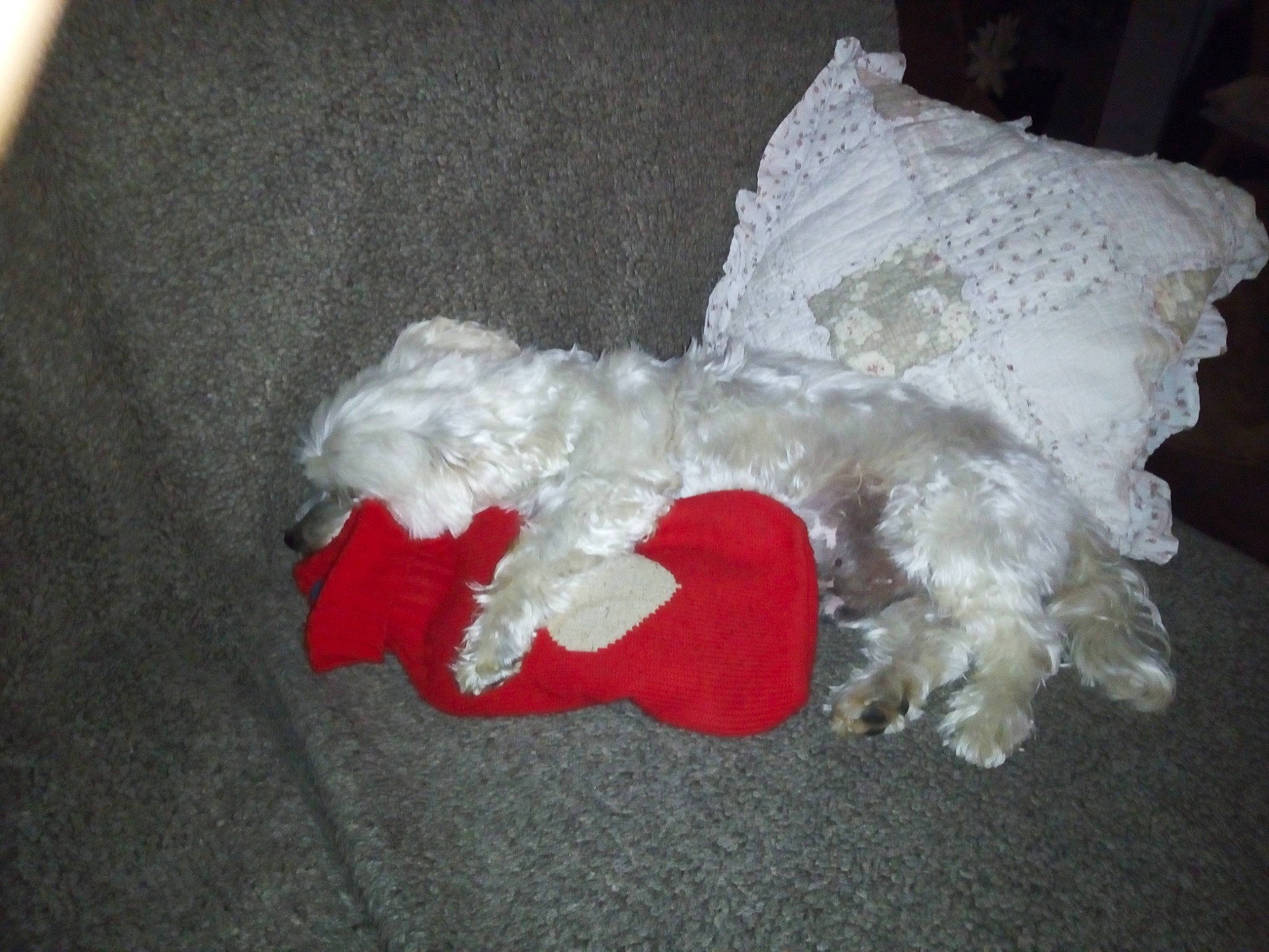 Doudou participe au concours pour gagner de l'argent avec cette photo : art, carmine, craft, creative_arts, embellishment, event, fashion_accessory, flooring, fur, plastic, tail, toy, wing