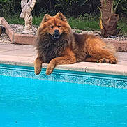 Rox participe au concours pour gagner de l'argent avec cette photo : dog, pool, water, outdoor, animal, fluffy, relaxing, garden, statue, angel, greenery, pavement, nature, pet, canine, summer, sunlight, resting, furry, leisure