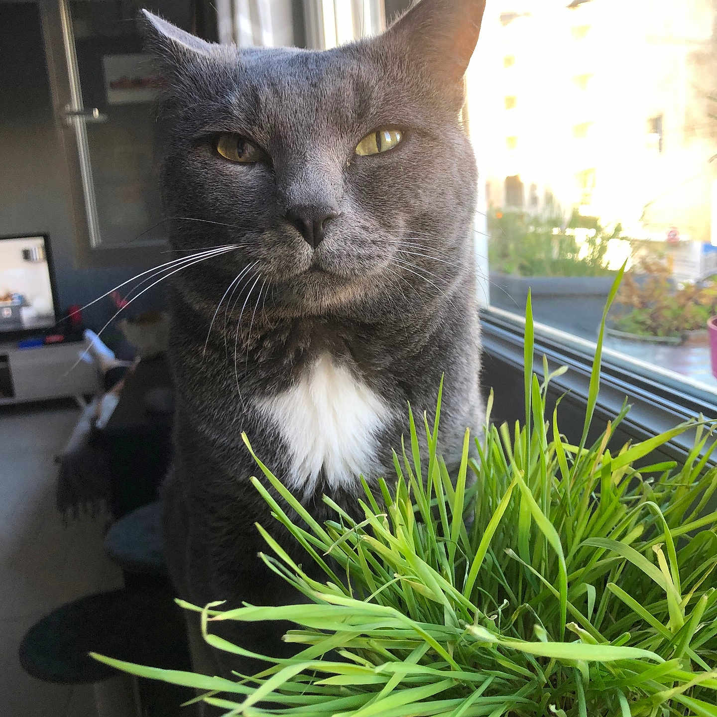 Gribouille participe au concours pour gagner de l'argent avec cette photo : adult, animal, cat, flower, grass, herbal, herbs, jar, male, man, manx, person, pet, photoframe, plant, planter, pottedplant, pottery, vase, vegetation