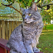 Ozzy joined the competition — help win amazing prizes! animal, cat, daylight, fence, fluffy, fur, garden, gray_cat, greenery, nature, outdoor, peaceful, pet, portrait, sitting, sunlight, trees, whiskers, wooden_railing, yellow_eyes