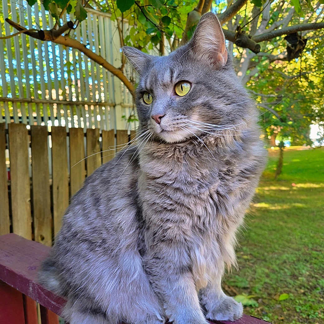 Ozzy