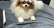 Tino is registered to the contest to win money with this photo: dog, pomeranian, fluffy, bed, bedspread, indoor, pet, canine, small_dog, furniture, dresser, bag, gray, black, white, cute, animal, resting, home, cozy