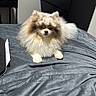 dog, pomeranian, fluffy, bed, bedspread, indoor, pet, canine, small_dog, furniture, dresser, bag, gray, black, white, cute, animal, resting, home, cozy